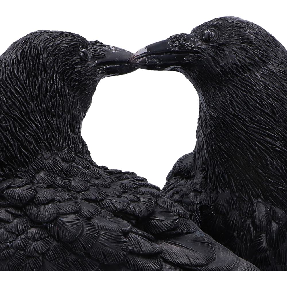 Close-up of two ravens touching beaks in a tender kiss
